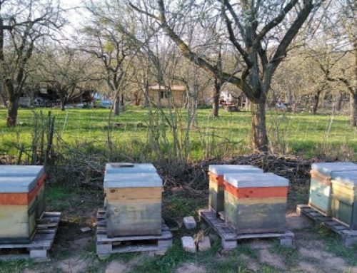 city2science Supports Tandem Experiment: Beekeeping in the Agricultural System (TIA)