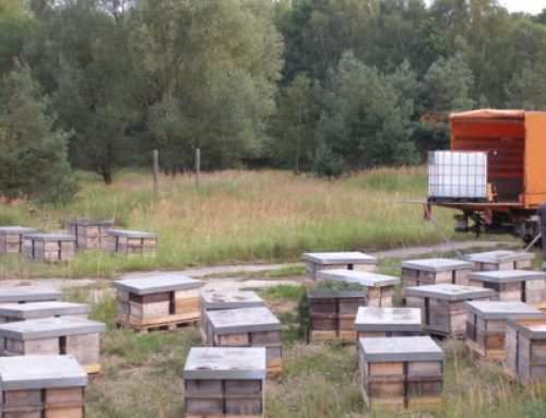 city2science unterstützt Tandemexperiment Imkerei im Agrarsystem (TIA)